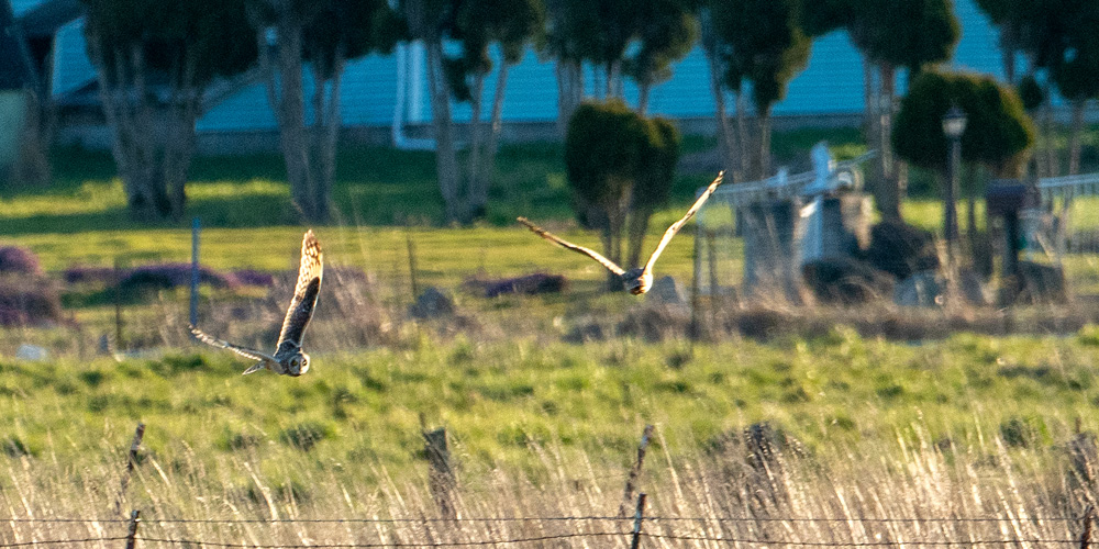 Short-eared Owl